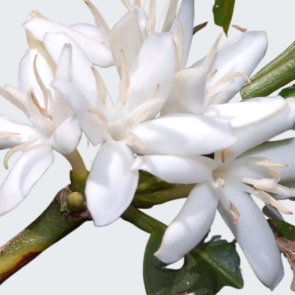 WHITE CHAMPACA (MAGNOLIA) ESSENTIAL OIL Magnolia x alba