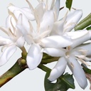 WHITE CHAMPACA (MAGNOLIA) ESSENTIAL OIL Magnolia x alba