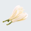 WHITE CHAMPACA (MAGNOLIA) ESSENTIAL OIL Magnolia x alba
