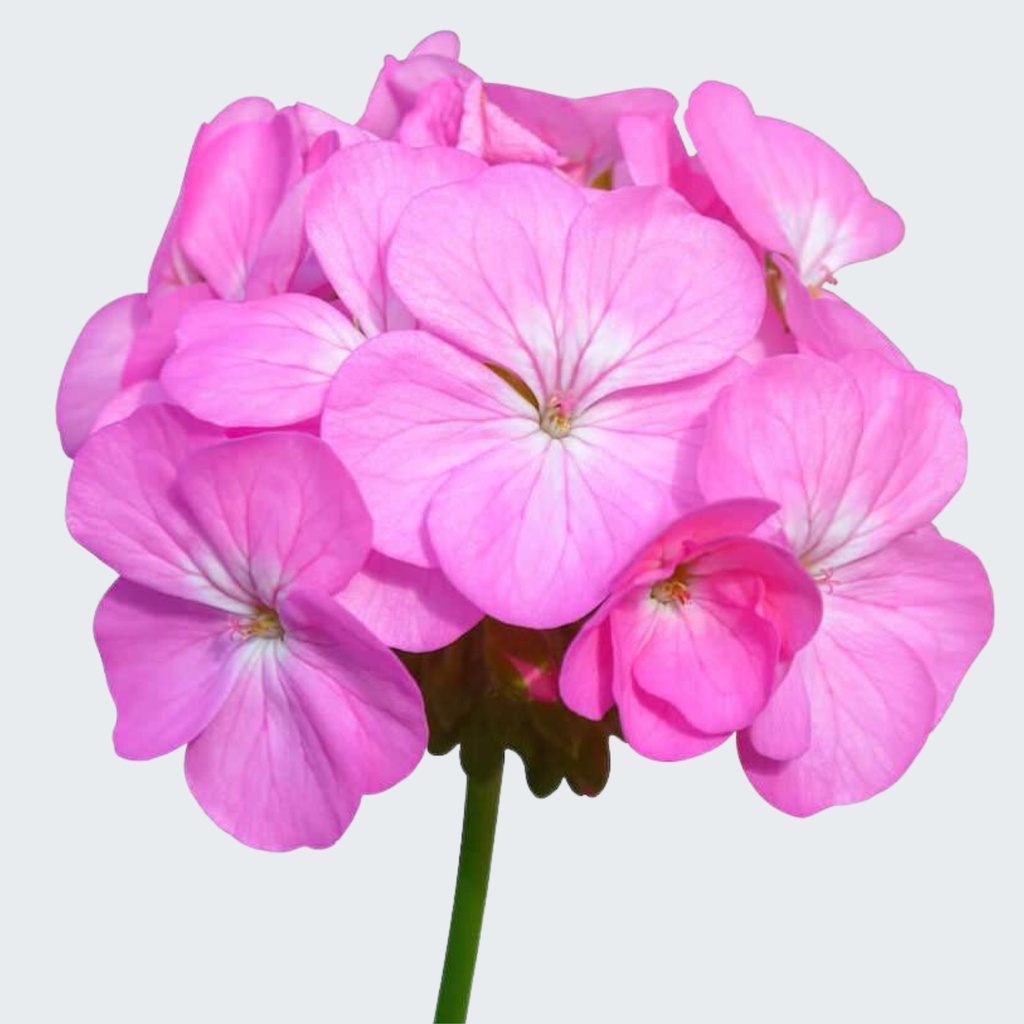 DAMASK ROSE ABSOLUT OIL