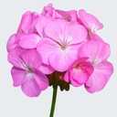 DAMASK ROSE ABSOLUT OIL