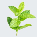 PEPPERMINT ESSENTIAL OIL Mentha piperata 100% PURE Mentha piperata 
