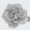 DAMASK ROSE ABSOLUT OIL