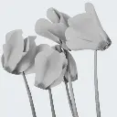 CYCLAMEN ABSOLUTE OIL 100% ORGANIC Cyclamen europaeum