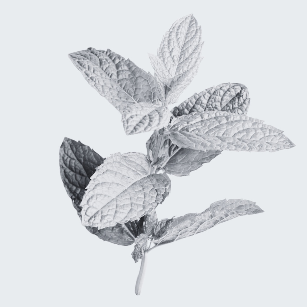 PEPPERMINT ESSENTIAL OIL Mentha piperata 100% PURE Mentha piperata 
