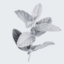 PEPPERMINT ESSENTIAL OIL Mentha piperata 100% PURE Mentha piperata 