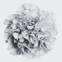 CARNATION ABSOLUTE OIL 100% PURE Dianthus caryophyllus