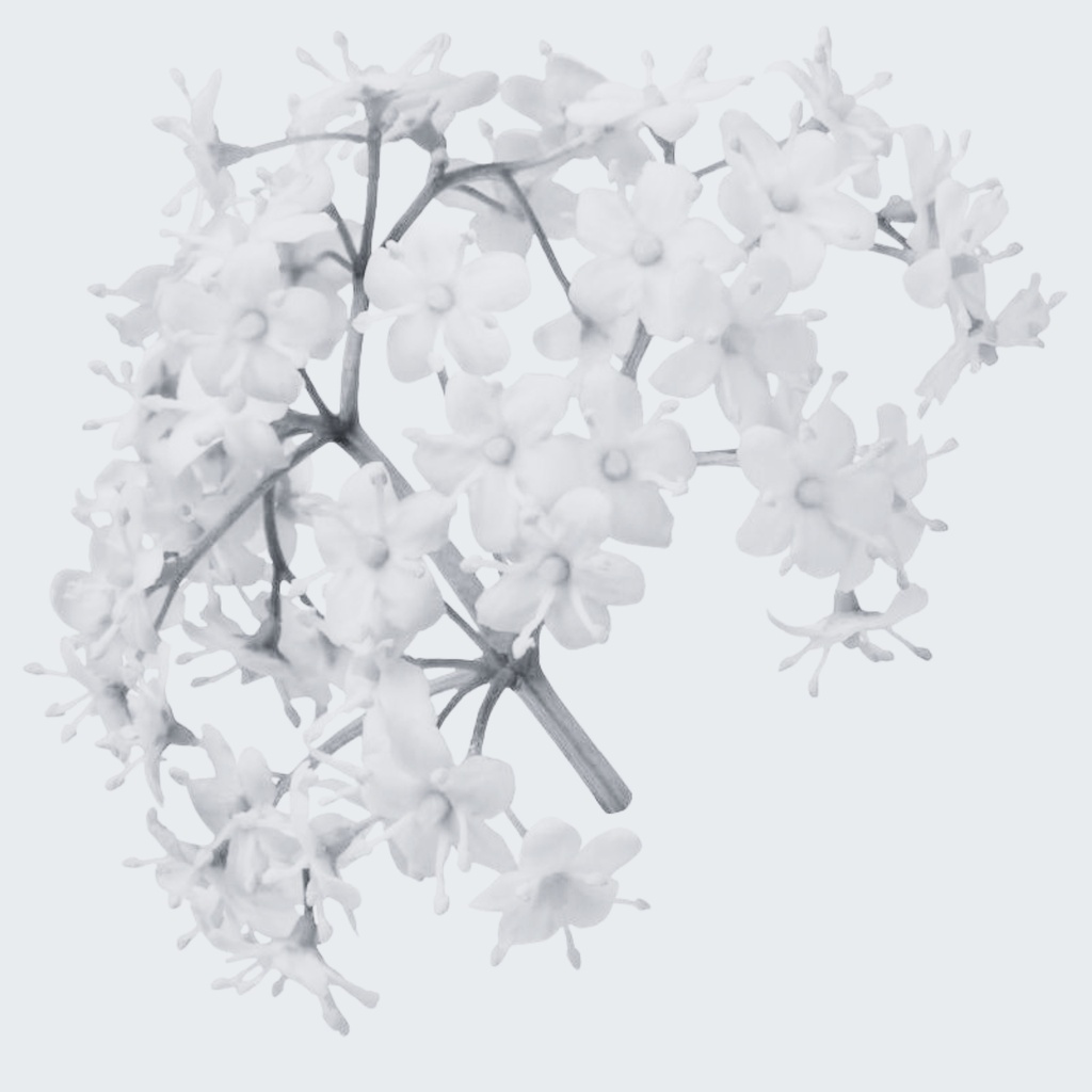 ELDERFLOWER ABSOLUT OIL 100% PURE ORGANIC Sambucus nigrassp. Caerulea