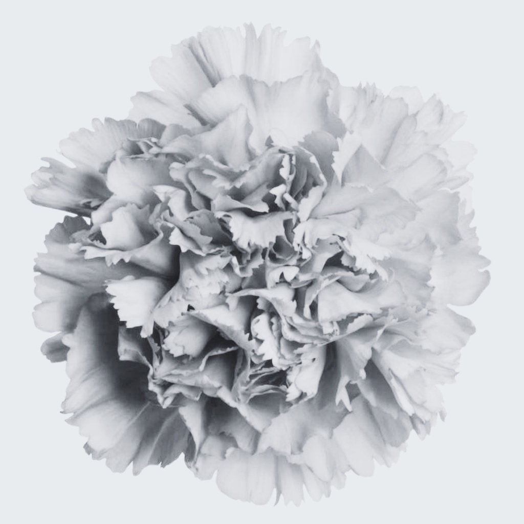 CARNATION ABSOLUTE OIL 100% PURE Dianthus caryophyllus