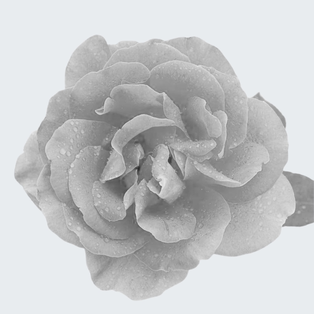 DAMASK ROSE ABSOLUT OIL